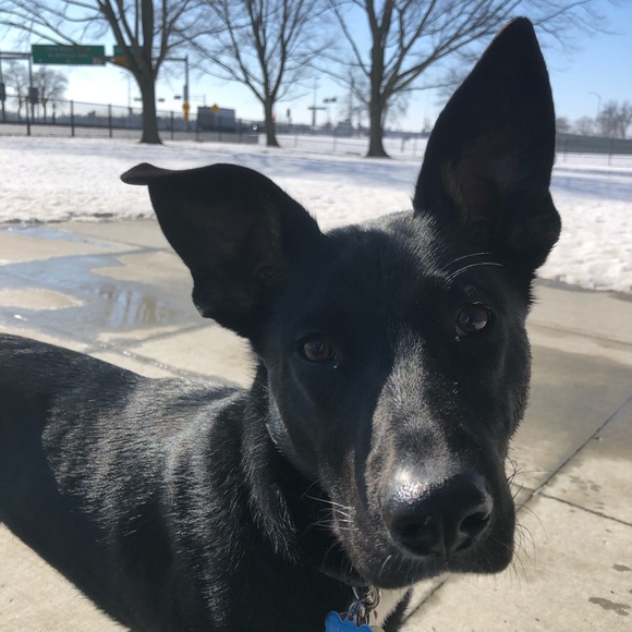 Meet your Posher, Anastasia - Picture 1 of 1